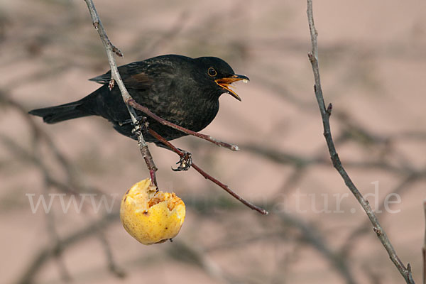 Amsel (Turdus merula)