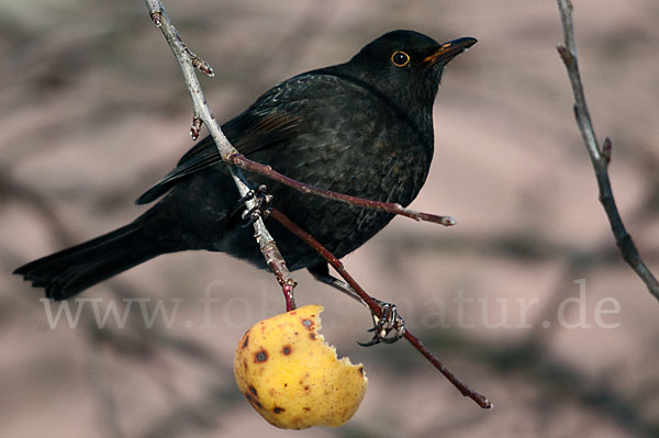 Amsel (Turdus merula)