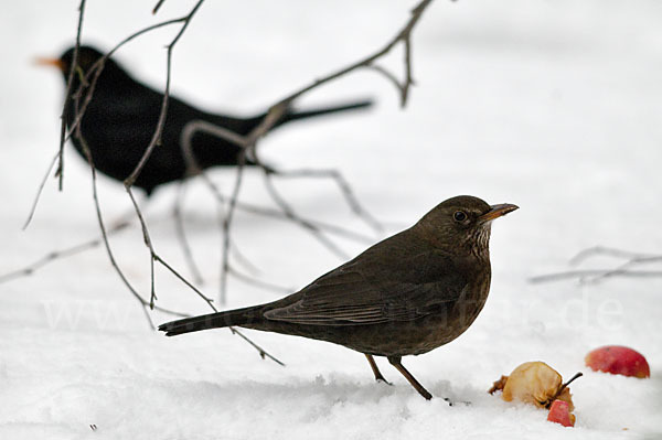 Amsel (Turdus merula)