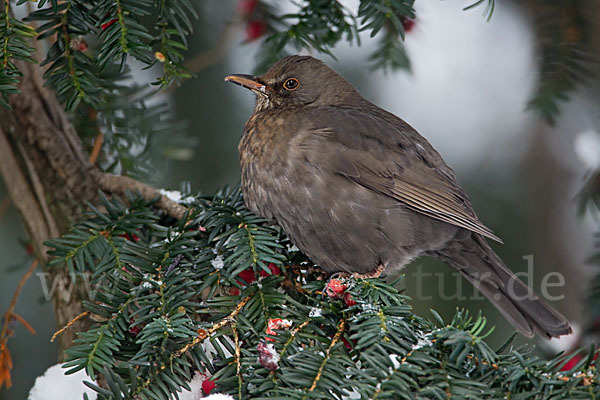 Amsel (Turdus merula)