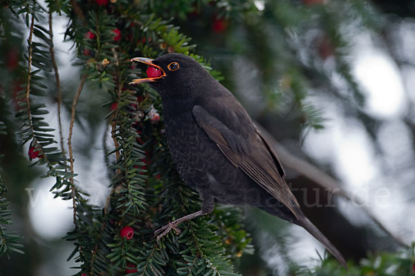 Amsel (Turdus merula)