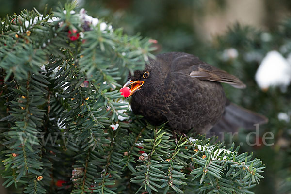 Amsel (Turdus merula)