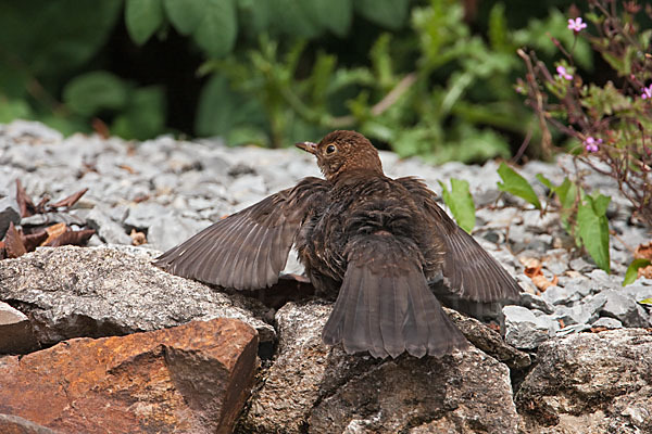 Amsel (Turdus merula)