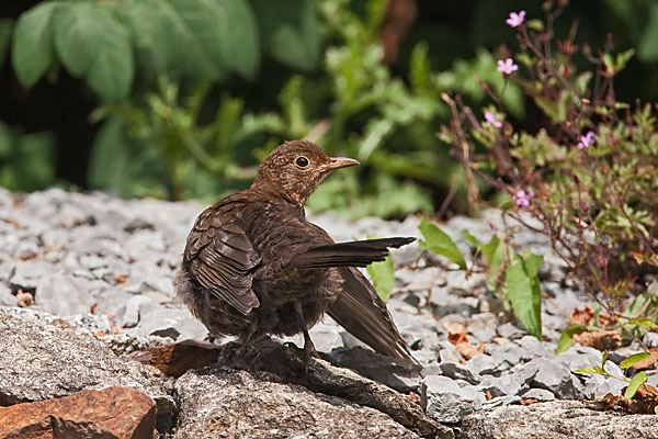 Amsel (Turdus merula)