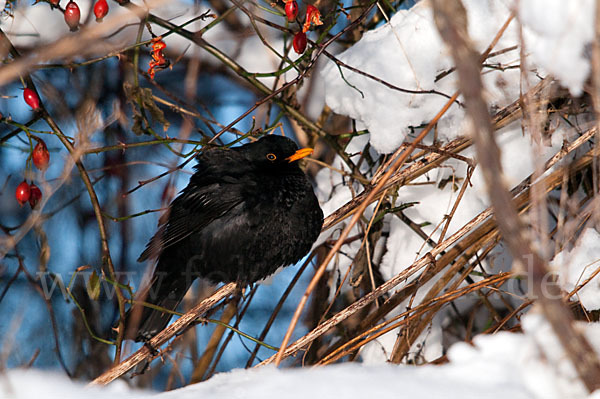 Amsel (Turdus merula)