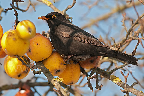 Amsel (Turdus merula)