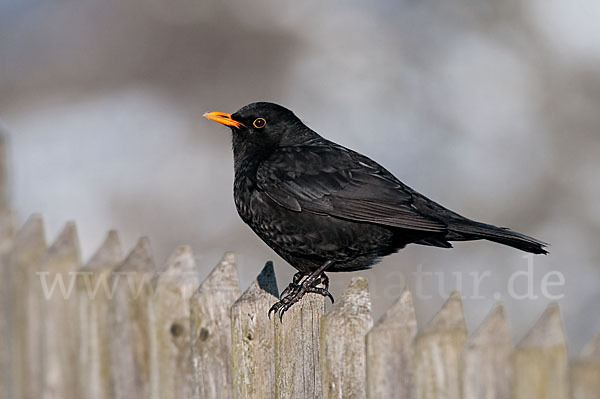 Amsel (Turdus merula)