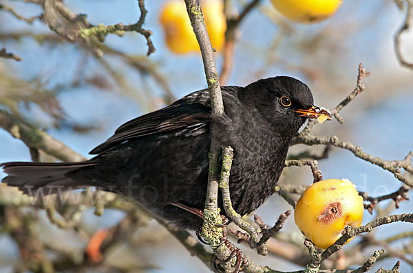 Amsel (Turdus merula)