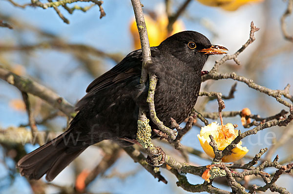 Amsel (Turdus merula)