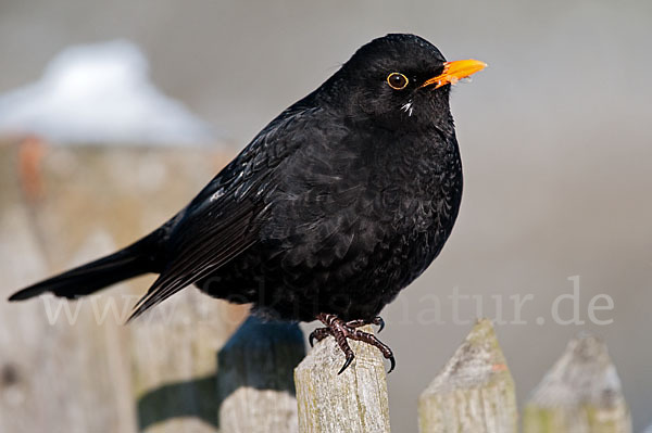 Amsel (Turdus merula)