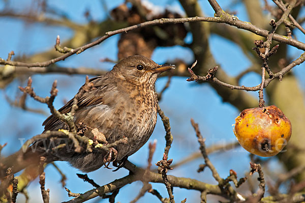 Amsel (Turdus merula)