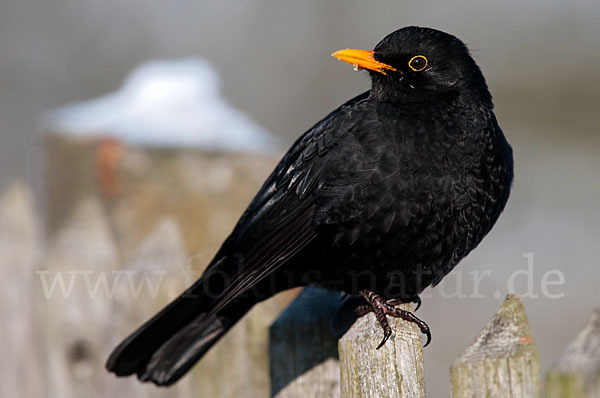 Amsel (Turdus merula)