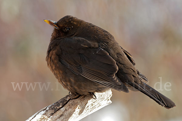 Amsel (Turdus merula)