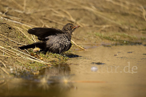 Amsel (Turdus merula)