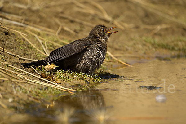 Amsel (Turdus merula)