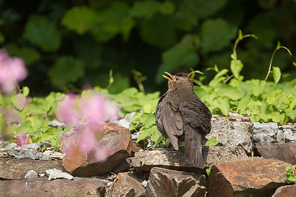 Amsel (Turdus merula)