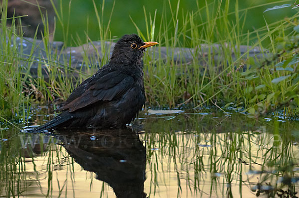 Amsel (Turdus merula)