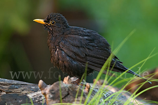 Amsel (Turdus merula)