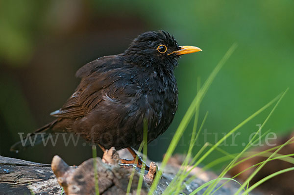 Amsel (Turdus merula)