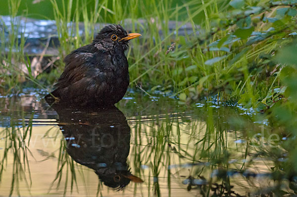 Amsel (Turdus merula)