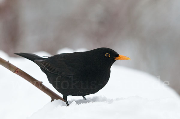 Amsel (Turdus merula)