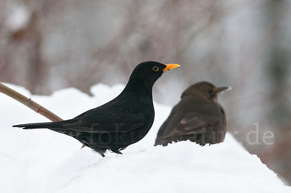 Amsel (Turdus merula)