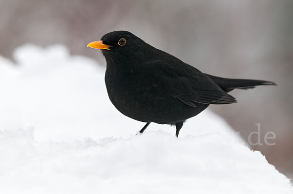 Amsel (Turdus merula)