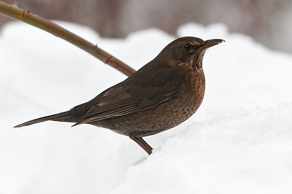 Amsel (Turdus merula)