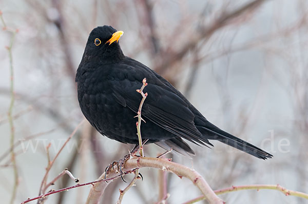 Amsel (Turdus merula)