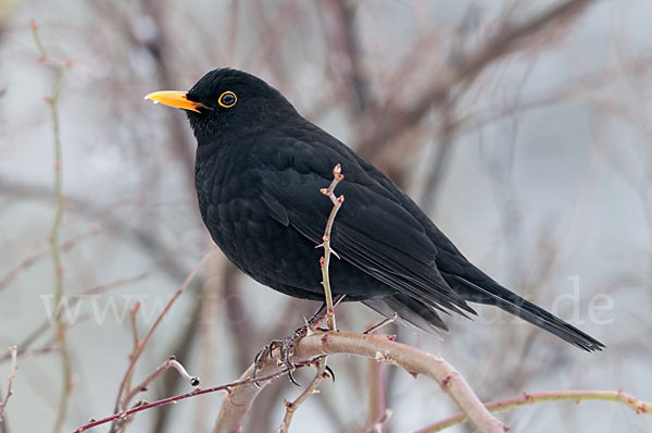 Amsel (Turdus merula)