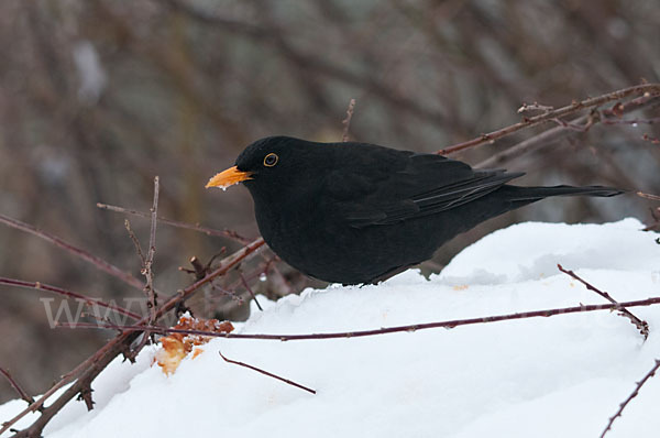 Amsel (Turdus merula)