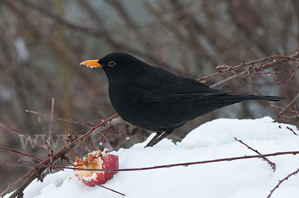 Amsel (Turdus merula)