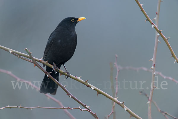 Amsel (Turdus merula)