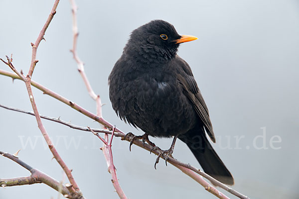 Amsel (Turdus merula)