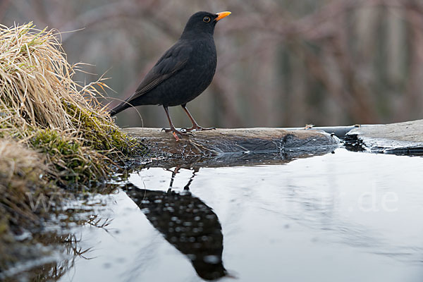 Amsel (Turdus merula)