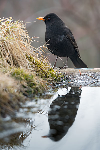 Amsel (Turdus merula)