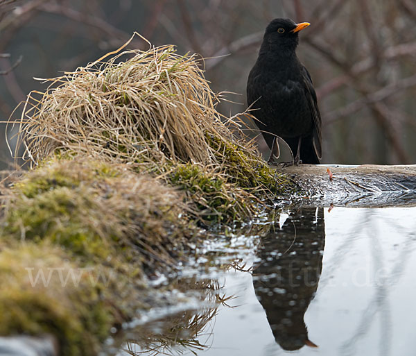 Amsel (Turdus merula)