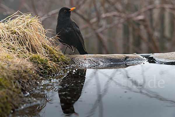 Amsel (Turdus merula)