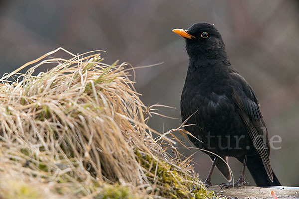 Amsel (Turdus merula)