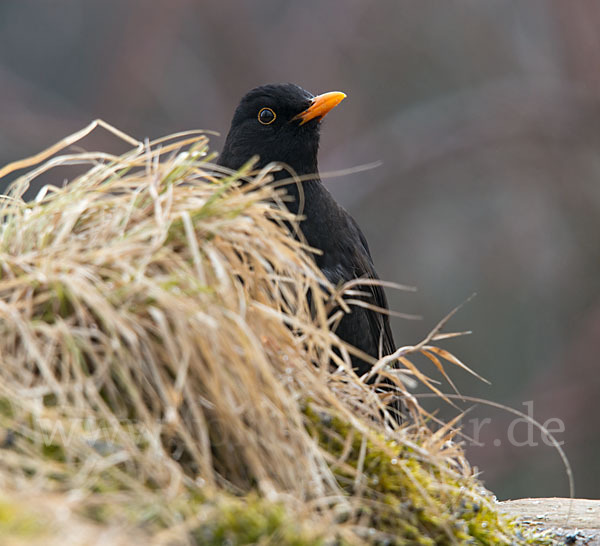 Amsel (Turdus merula)