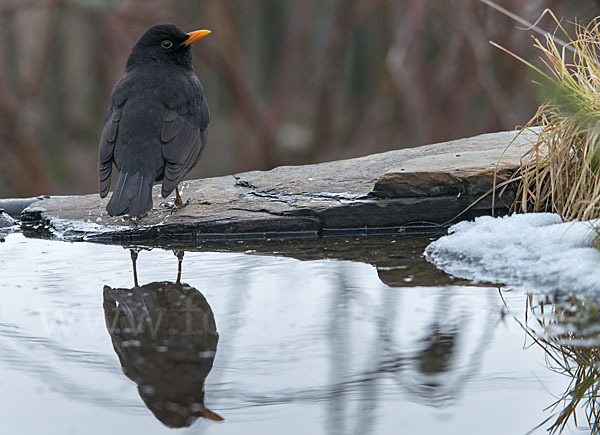 Amsel (Turdus merula)