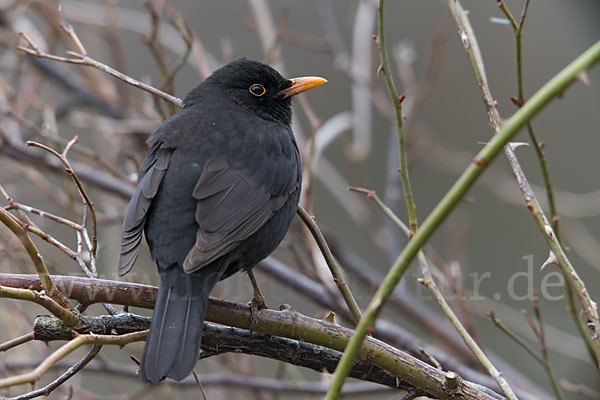 Amsel (Turdus merula)