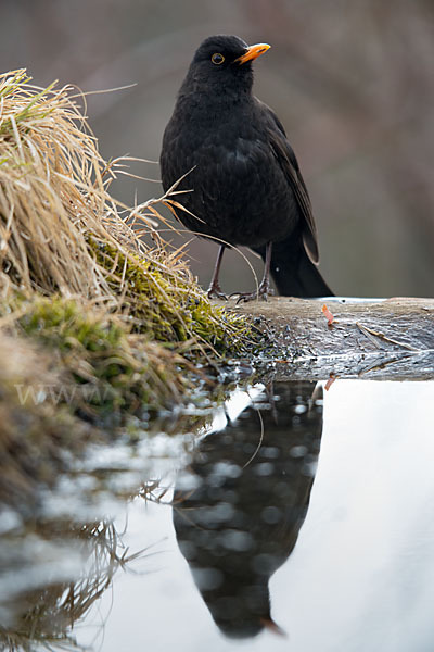 Amsel (Turdus merula)