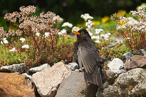 Amsel (Turdus merula)