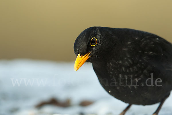 Amsel (Turdus merula)