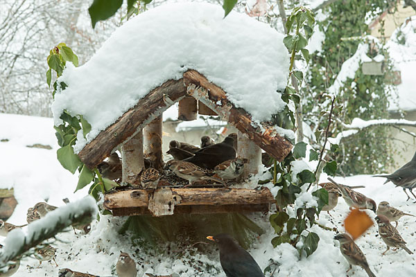 Amsel (Turdus merula)