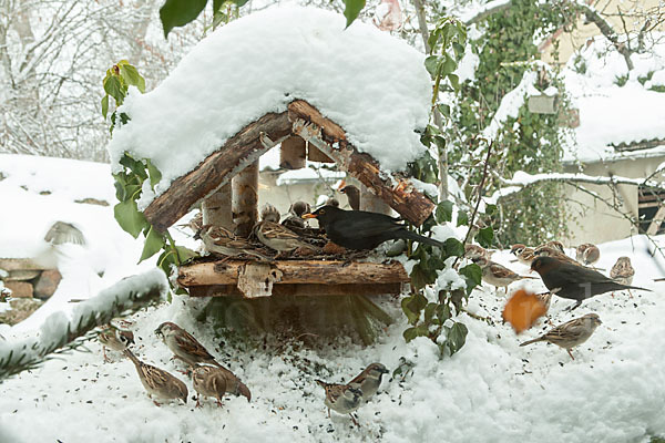 Amsel (Turdus merula)