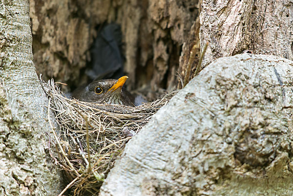 Amsel (Turdus merula)