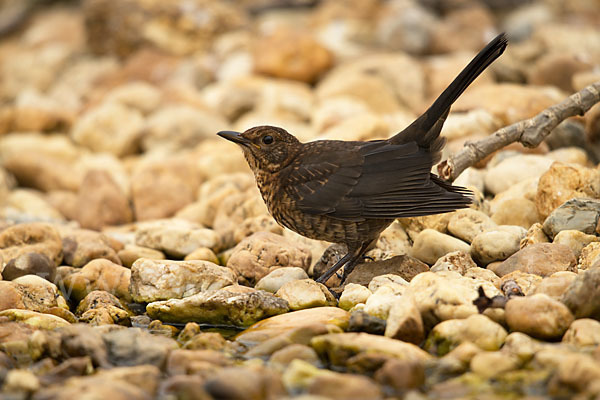 Amsel (Turdus merula)