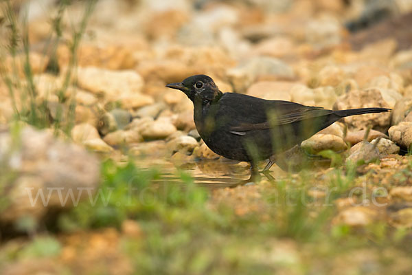 Amsel (Turdus merula)